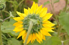 Sunflower Back